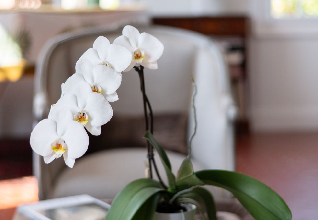 Appartement à Saint-Jean-Cap-Ferrat - Le Cap II